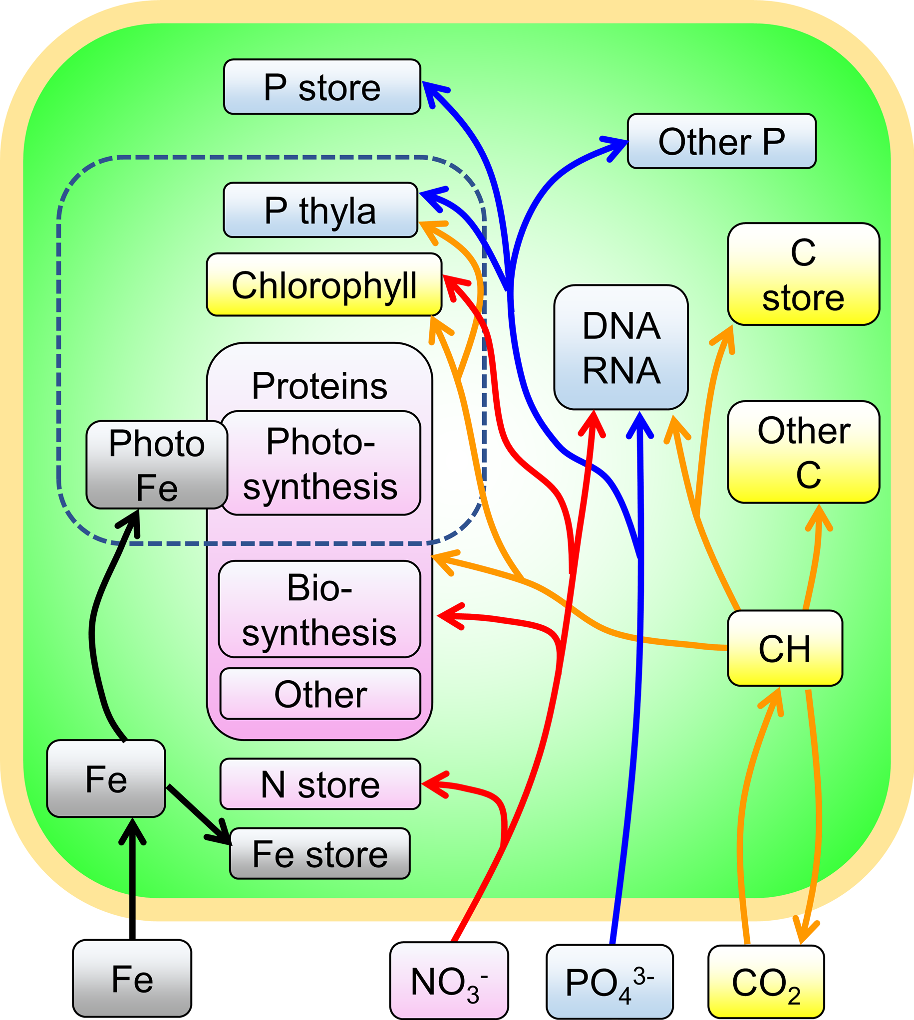 Elemental fluxes of macromolecular growth model